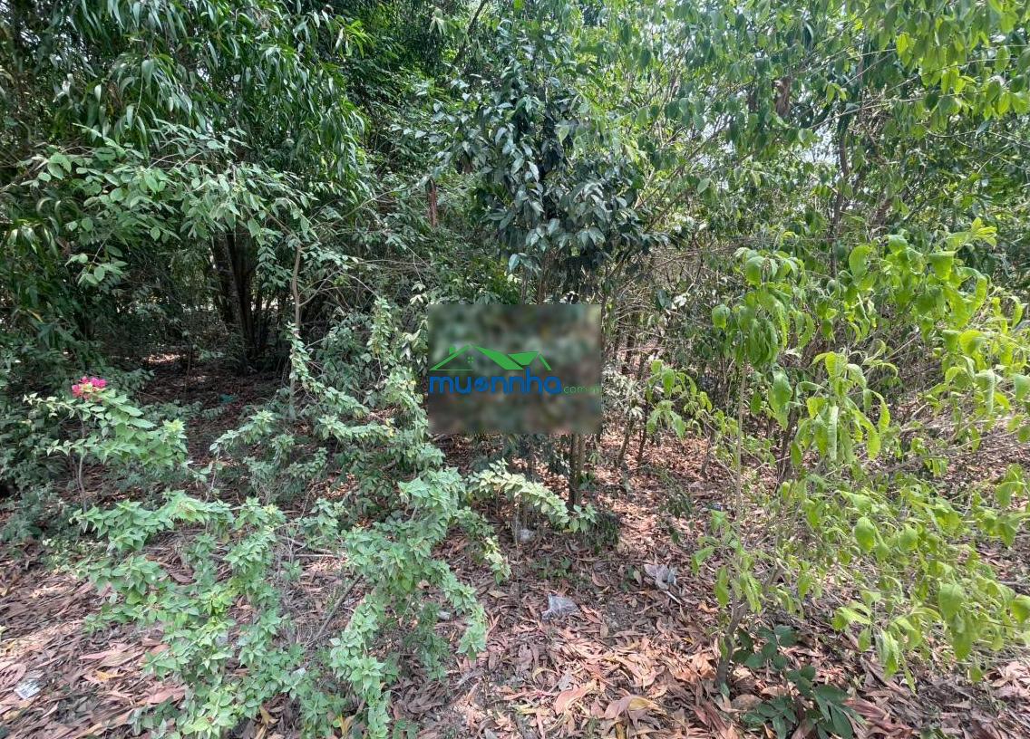 Chính chủ gửi bán đất tân thành 36 - 408m² full thổ cư đường nhựa đẹp