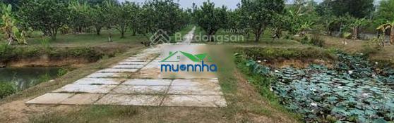 Bán hoặc cho thuê nhà vườn trồng cây ăn trái, nhuận đức, củ chi - 4