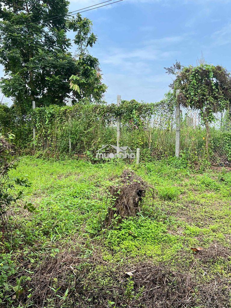 Cần bán 5000m2 đất cln có 200 thổ cư - 2