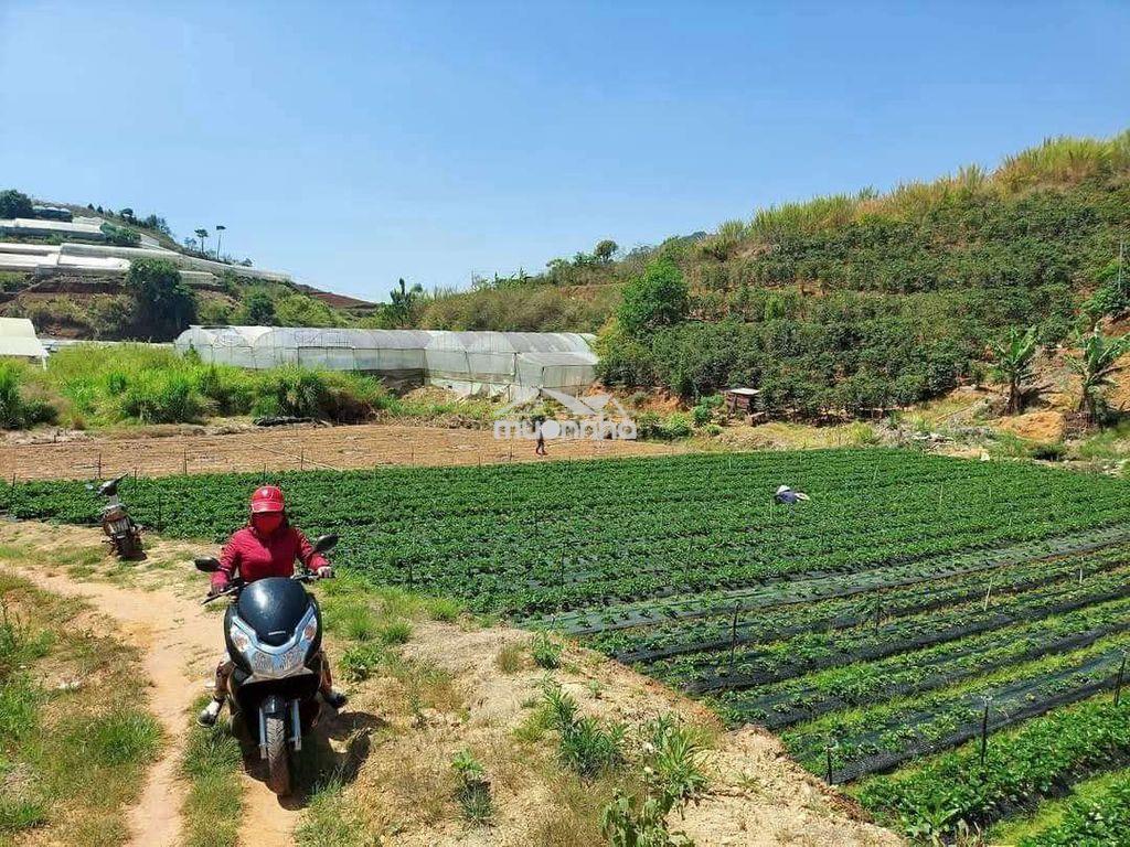 Bán 1 hoặc trong 3 lô đất sổ riêng nn mỗi sổ hơn 1000m2 p11 tp đà lạt - 4