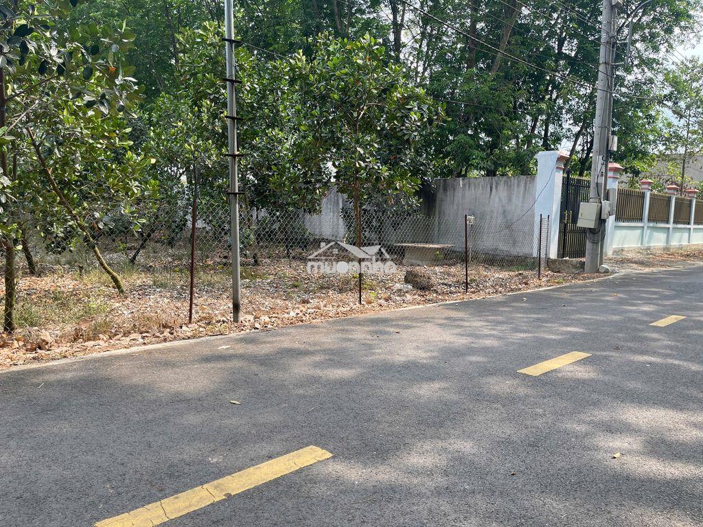 Chủ ngộp bán vườn mít 5x50=250m2, shr, thổ cư, ngay tthc, giá 420tr - 3