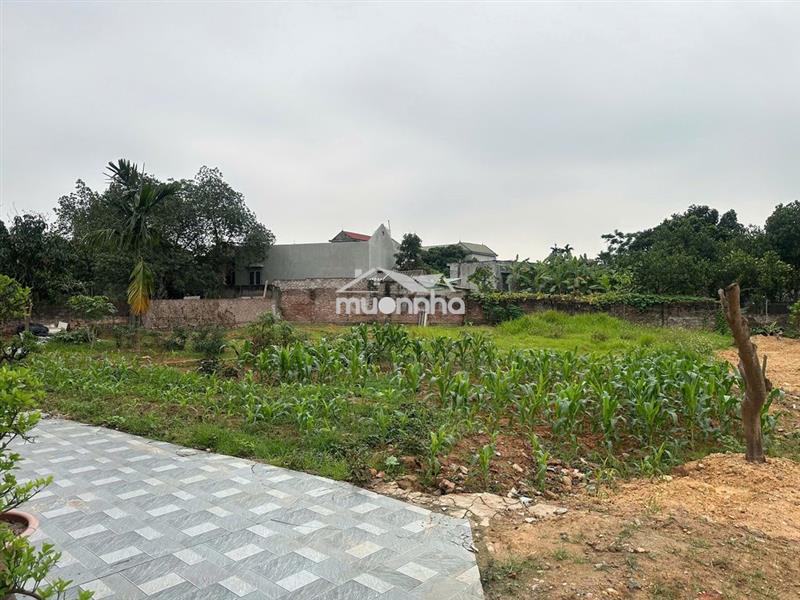 Bán đất chính chủ tại tây đằng