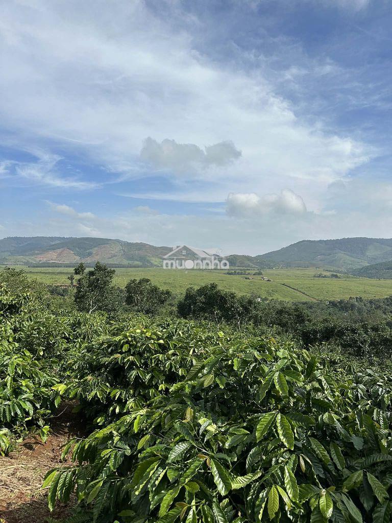 Bán đất rẫy đăk lắk