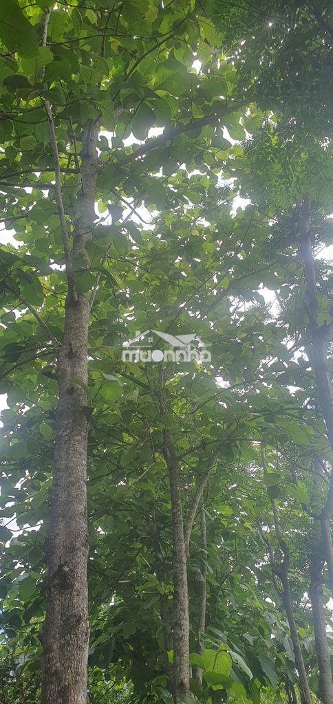 Bán đất trồng cân sân vường có thổ cư, kế đường cao tốc tp.hcm đà là - 2