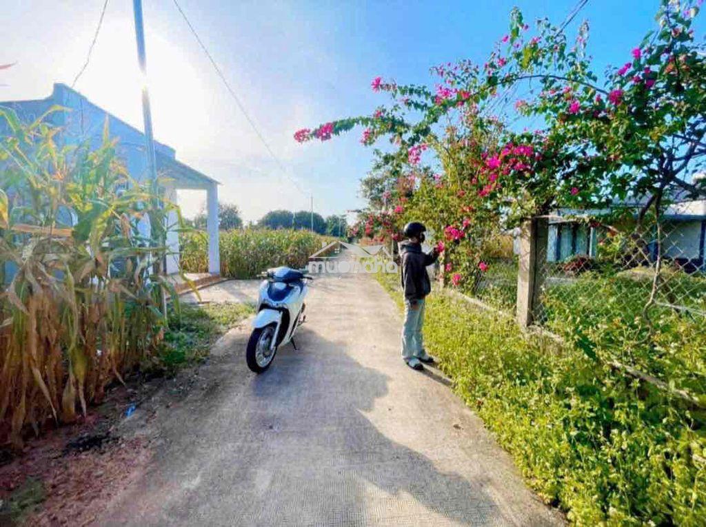 Đất sào- phủ hồng- giá rẻ - 2