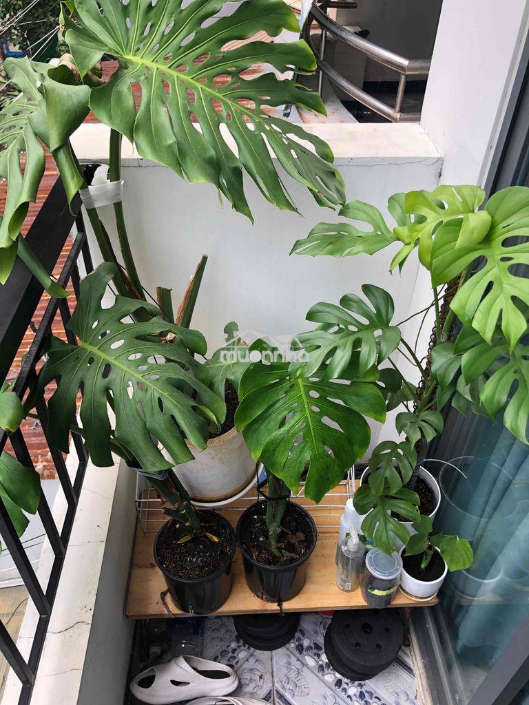 Cần tìm 1 bạn nam ở ghép quận 10 - 3