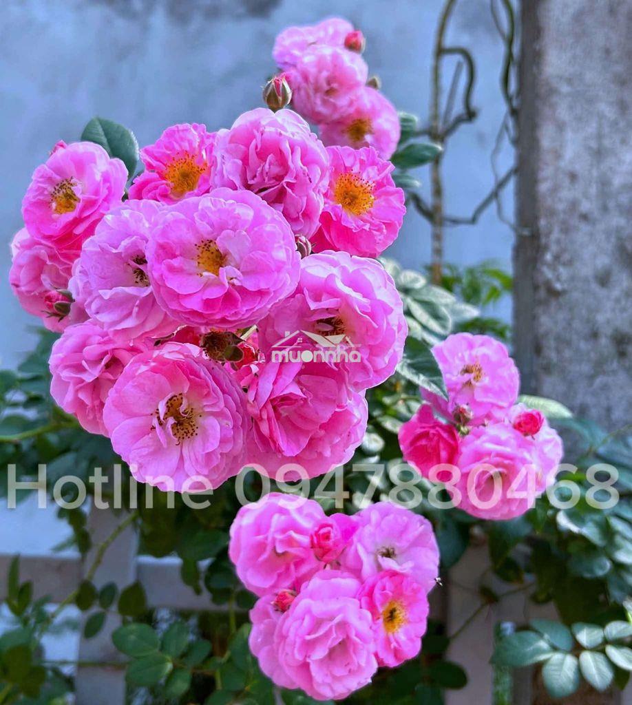 Cho thuê phòng trọ dĩ an,ngay khu công nghiệp sóng thần  - 2
