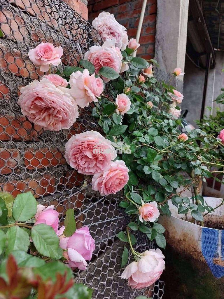 Cho thuê phòng trọ dĩ an,ngay khu công nghiệp sóng thần  - 3