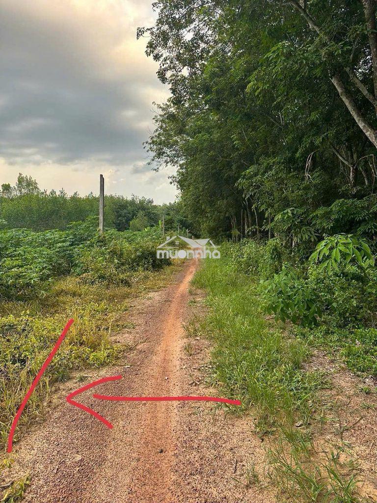 Bán đất chính chủ - 2