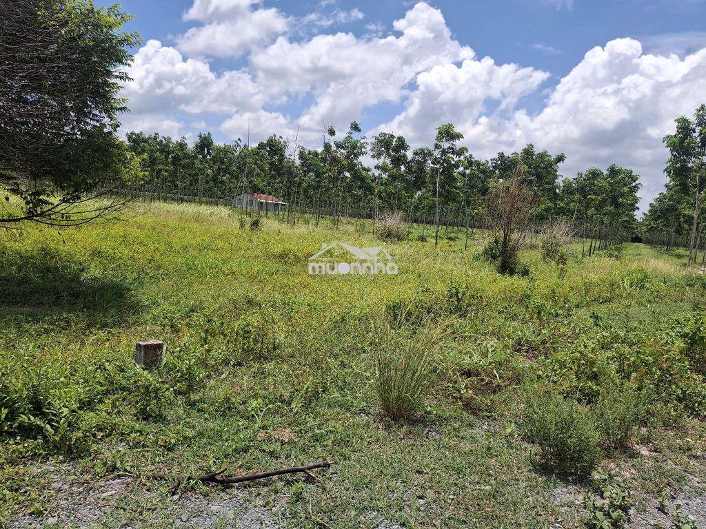 Đất nông nghiệp, nghỉ dưỡng - 2