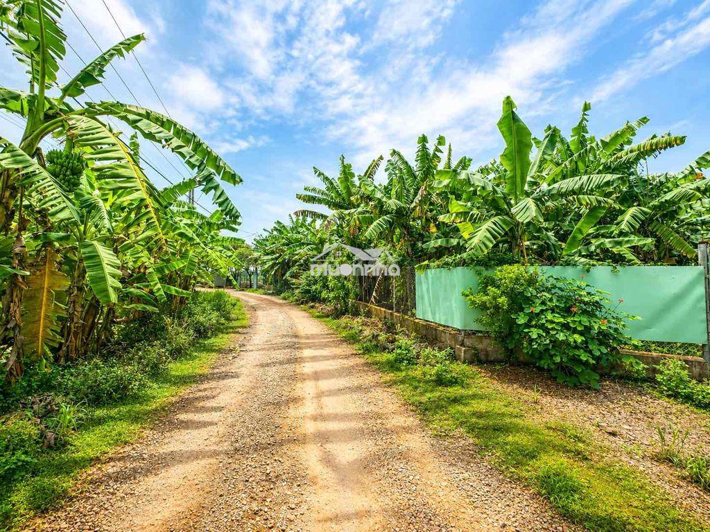 🌿 3.118m² gia kiệm – làm trang trại, nhà vườn, farmstay rất đẹp - 3