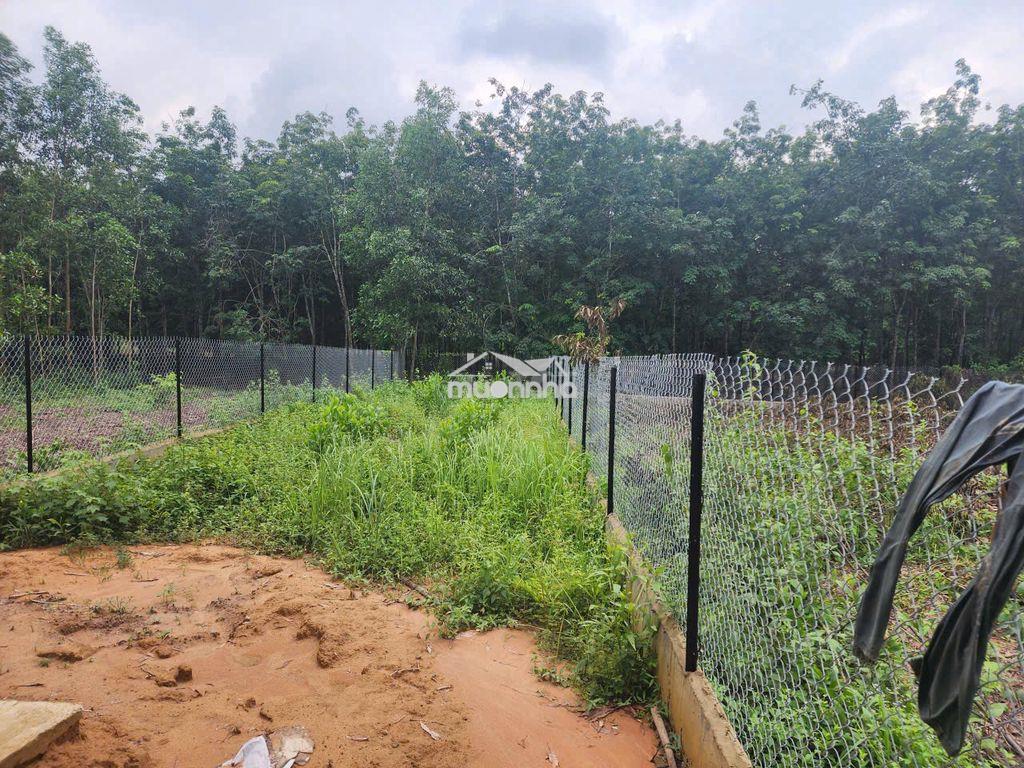 Cho thuê nhà mới 120m2 kèm đất 1.500m² tại thường tân, bình dương - 2