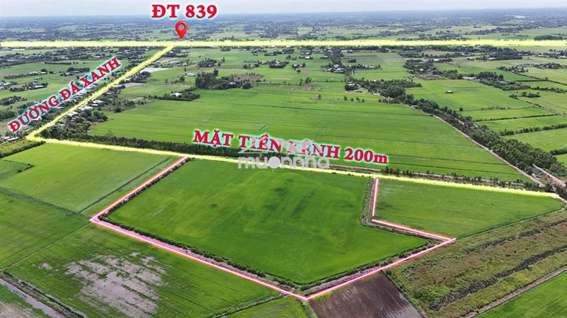 3,5 mẫu mặt tiền ô tô, cách dự án lộ tân an- tân ninh đức huệ 500m.