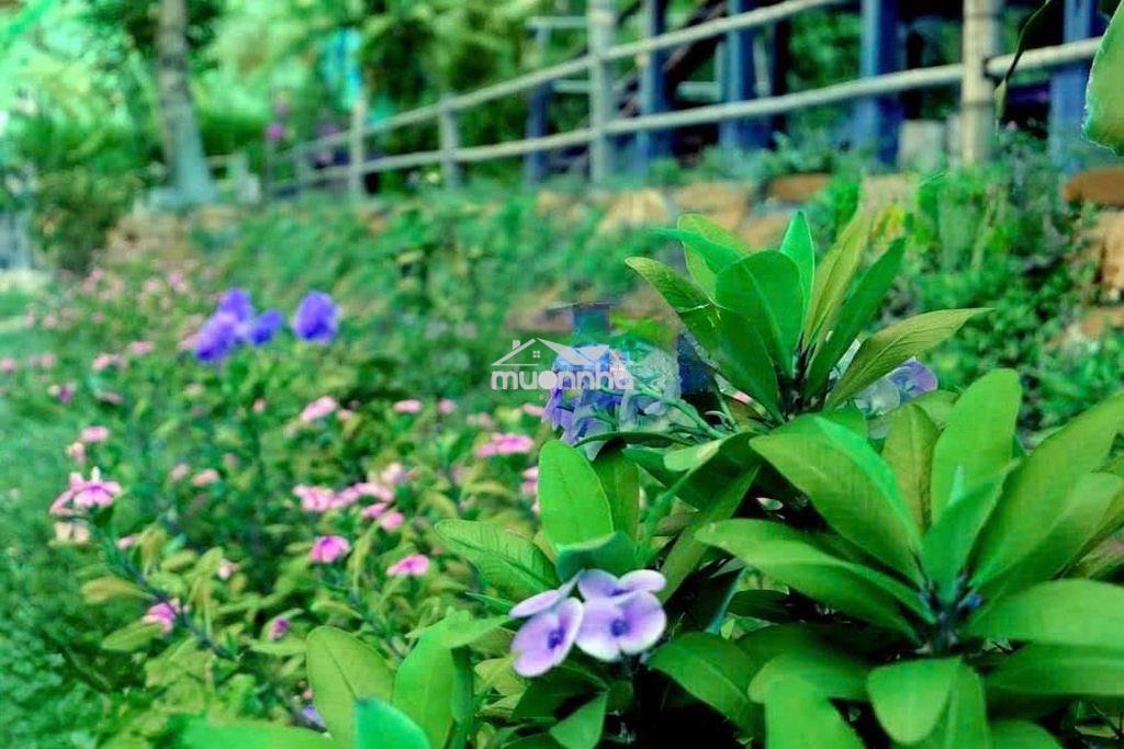 Bán đất vườn 1394m2 tại đồng nai - 2