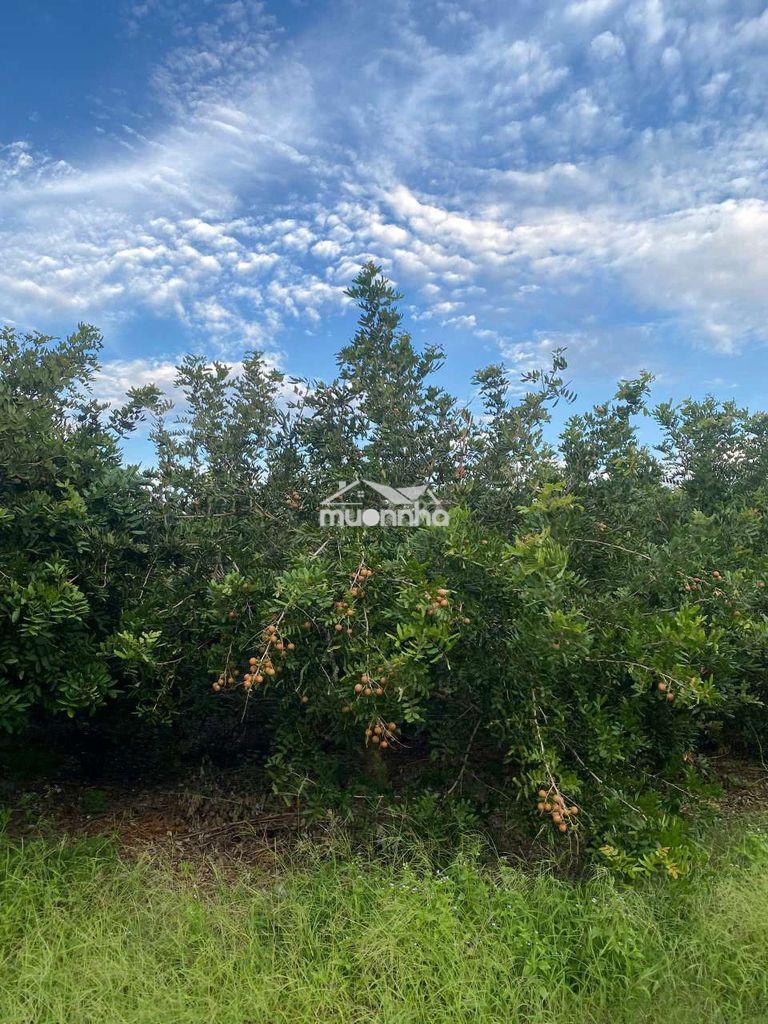 Chính chủ bán đất cây lâu năm - tây ninh - 4