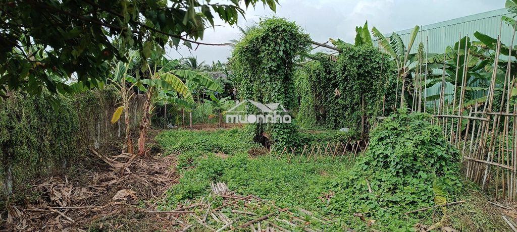 Đất đường xe hơi thông, gần trường tiểu học bình mỹ, 8,5x25m. - 2