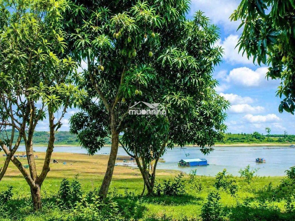 🌿 Đất vườn ven sông la ngà 1.00m² - chỉ 549 triệu, có sẵn vườn xoài - 3