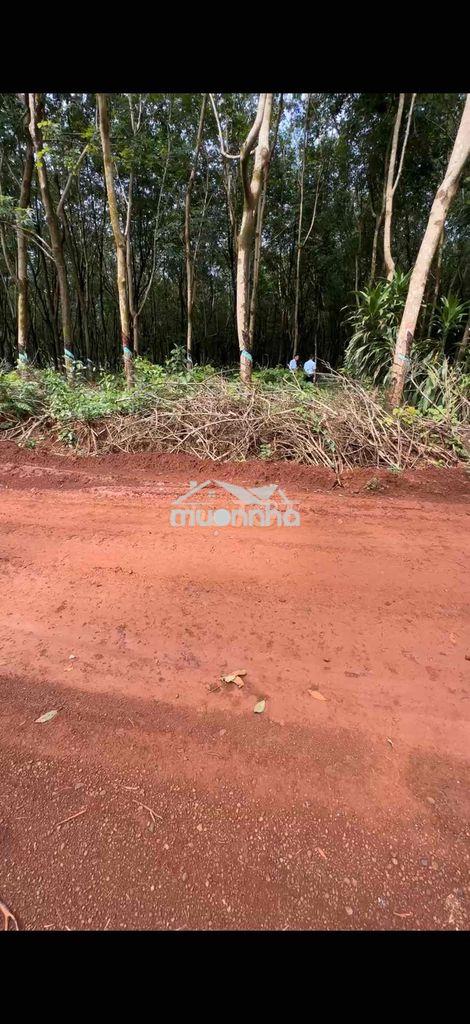 Cần bán 5,6 hecta, 100m mặt tiền. thích hợp làm nhà máy, kho xưởng - 3