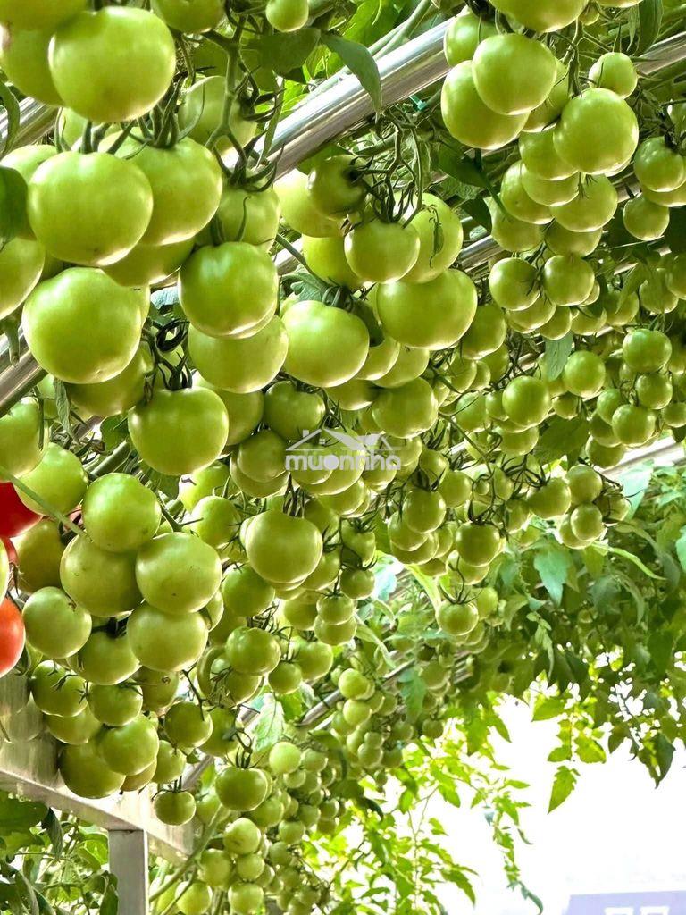 Cần cho thuê phòng trọ xóm vắng, dĩ an - 2