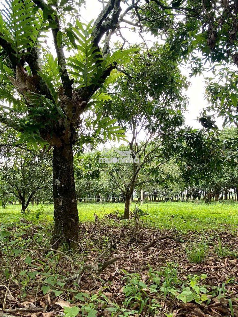 🔥 Chỉ 550 triệu/1000m² – sát sông la ngà, gần hồ trị an, giá ngộp !! - 4