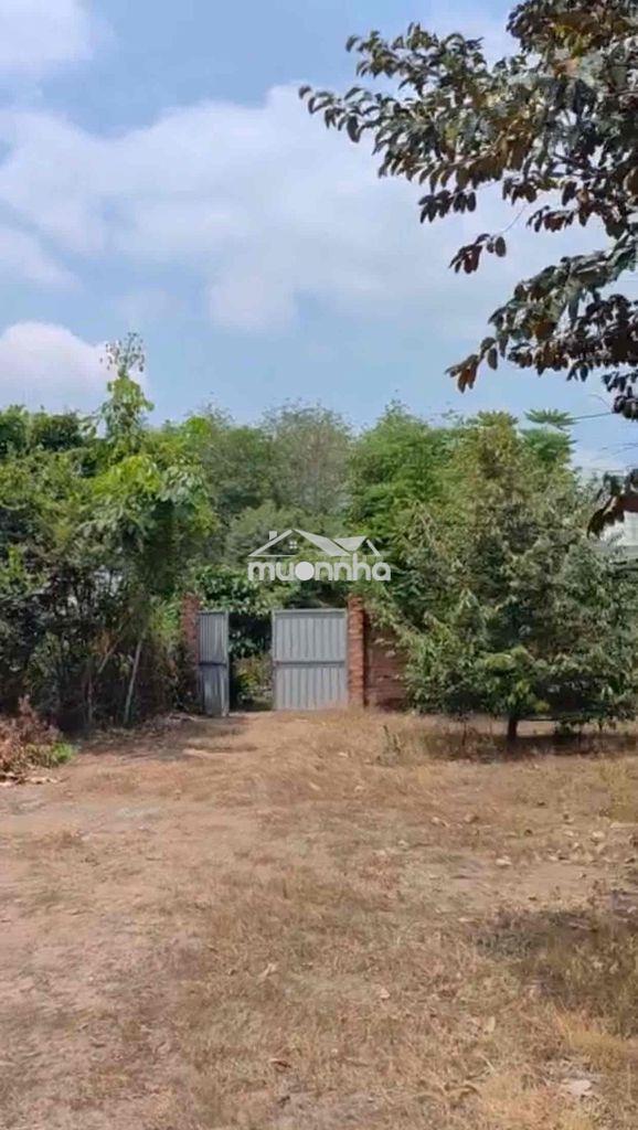 Đất vườn 2500m2 có 50m thổ cư ở phú giáo bình dương - 2