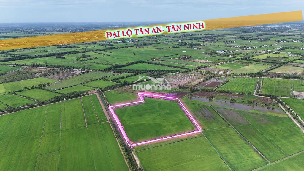 3,5 mẫu mặt tiền ô tô, cách dự án lộ tân an- tân ninh đức huệ 500m. - 4
