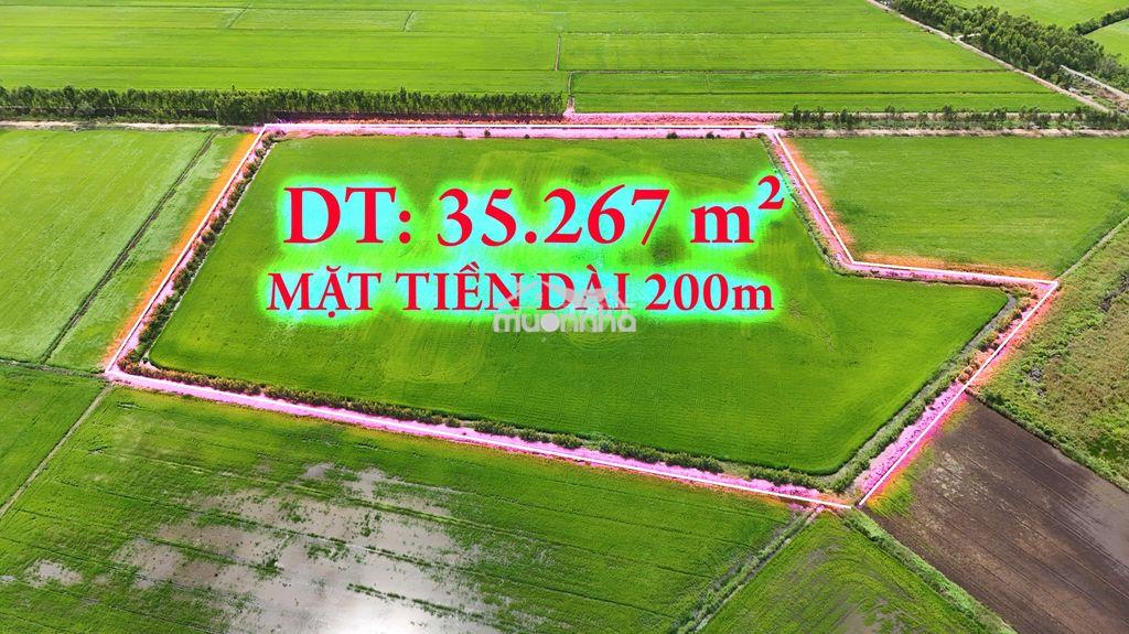 3,5 mẫu mặt tiền ô tô, cách dự án lộ tân an- tân ninh đức huệ 500m. - 2
