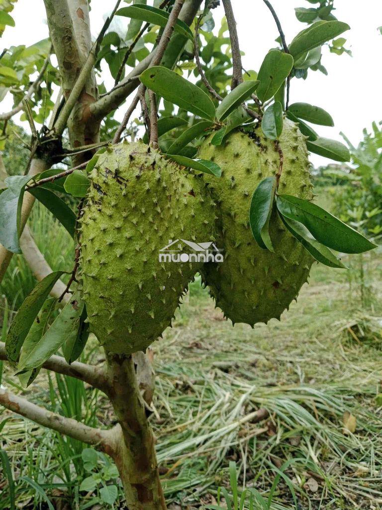 Bán 1 sào đất ngay trung tâm long khánh đồng nai - 3