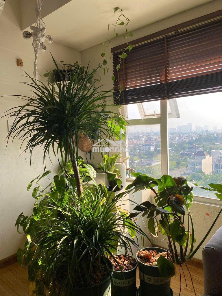 Chính chủ bán gấp căn hộ 1pn+, 1wc tại fuji residence, 2.95 tỷ, 53m2 - 3
