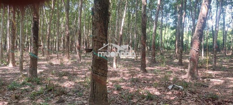 Bán vườn cao su 9000m2 đang cạo tại vĩnh hòa, phú giáo, bình dương