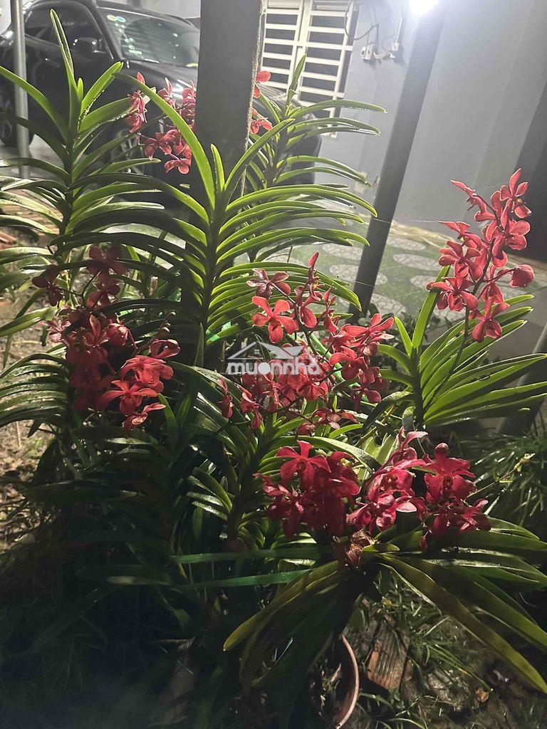 🌿 Giảm 1 tỷ- bán nhà vườn củ chi–không gian xanh, yên tĩnh, thoáng mát - Ảnh 2