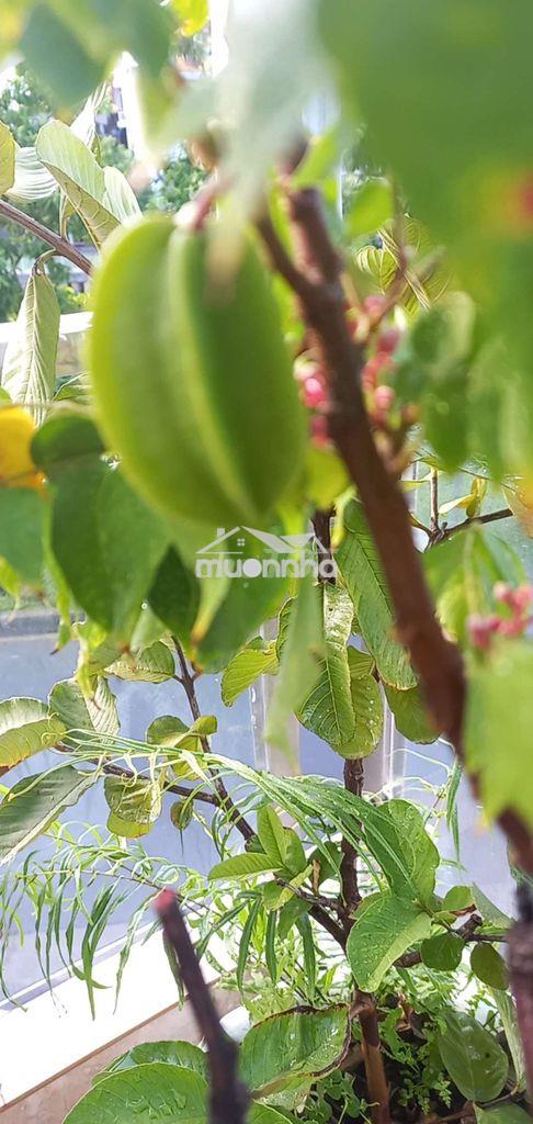 Cần bán gấp nhà - Ảnh 2