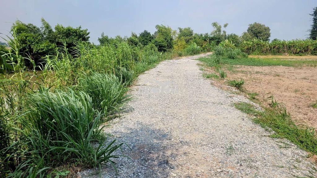 Bán nhanh nền vườn 1100m2 ở xã mỹ khánh, long xuyên giá 5xxtr - Ảnh 4