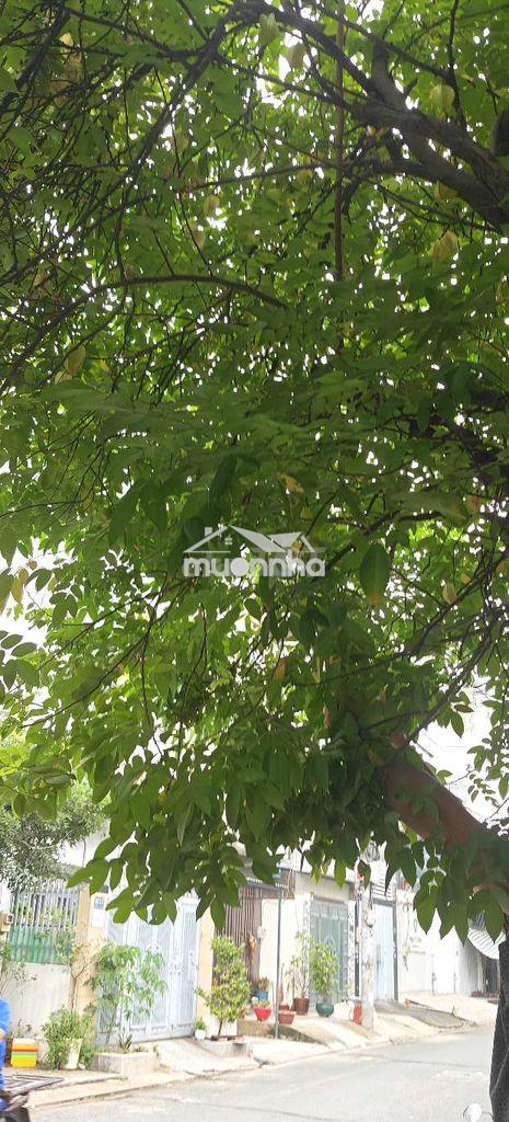 Nhà cần bán gấp giá rẻ tân bình