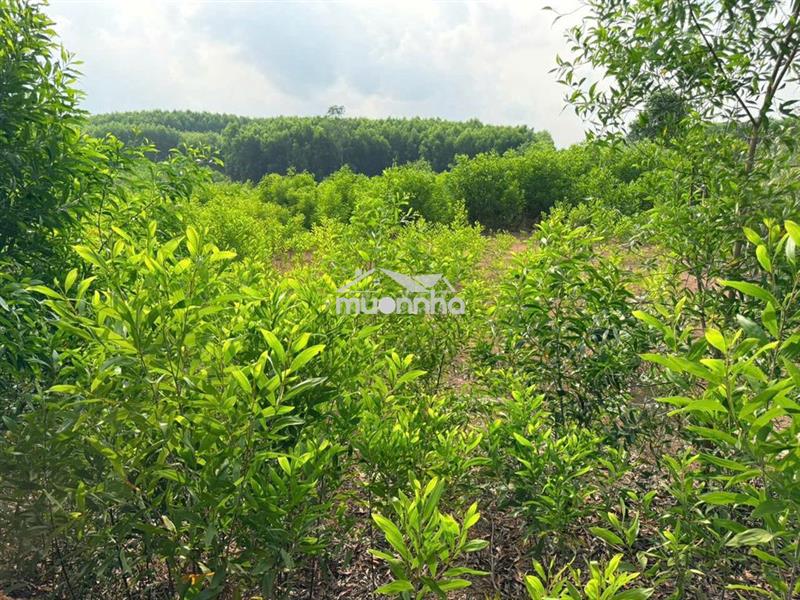 Rao bán đất trồng cây lâu năm - vị trí đắc địa