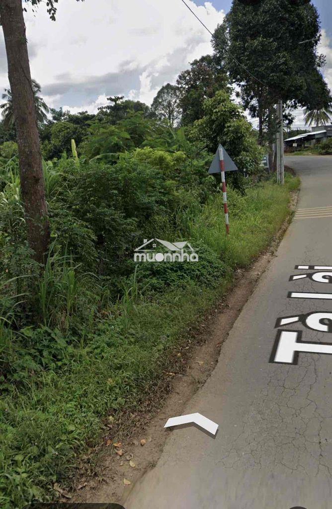 Bán đất mặt tiền đường tà lài km 7,5, gần ubnd xã phú thịnh - Ảnh 3