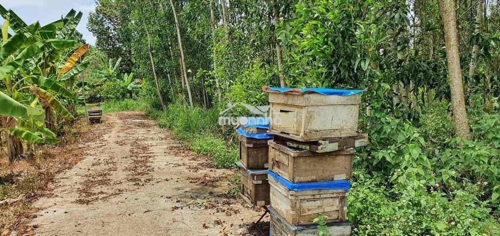 Bán rẻ lô đất long khánh - Ảnh 2