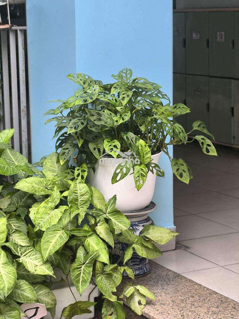 Bán nhà chính chủ nguyễn thượng hiền - Ảnh 3